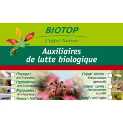 Coccinelle Cryptolæmus Montrouzieri, 25 Adultes Anti-cochenilles