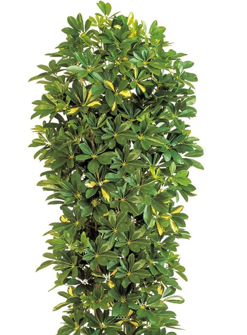 Schefflera Artificiel En Colonne En Pot H 195 Cm Vert-jaune â Image 2