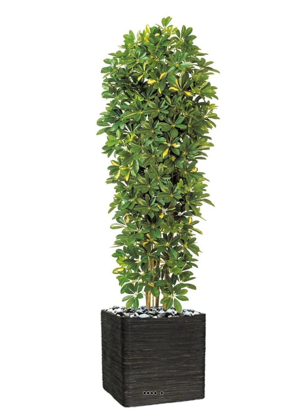Schefflera Artificiel En Colonne En Pot H 195 Cm Vert-jaune â Image 3