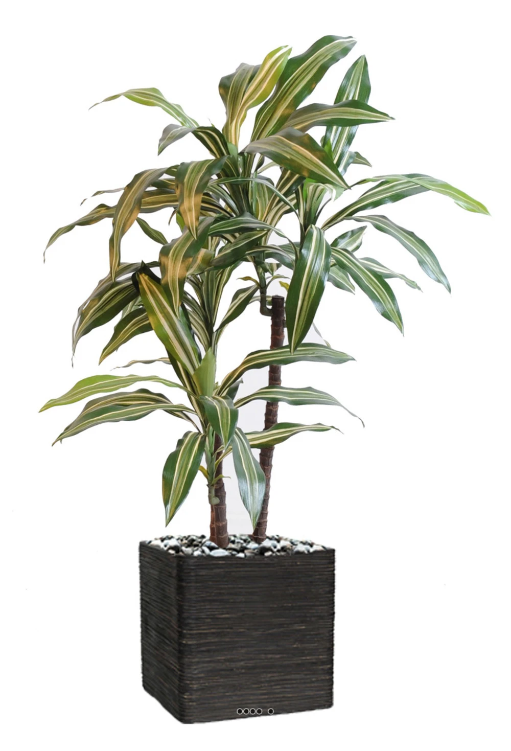 Dracaena Artificiel 3 TĂȘtes H 90 Cm En Pot Vert-jaune
