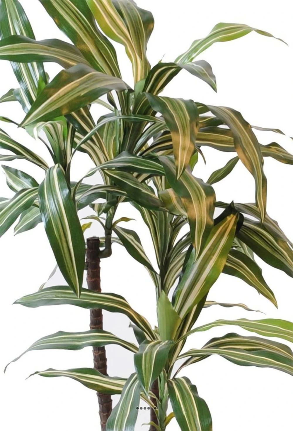 Dracaena Artificiel 3 TĂȘtes H 90 Cm En Pot Vert-jaune â Image 2