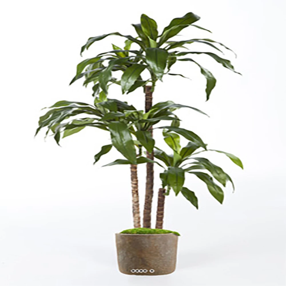 Dracaena Artificiel Fragrans 3 Troncs En Pot H 150 Cm Vert D 70 Cm - Choisissez