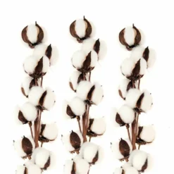 3 Branches De Coton Séché 10 Fleurs - 70 Cm