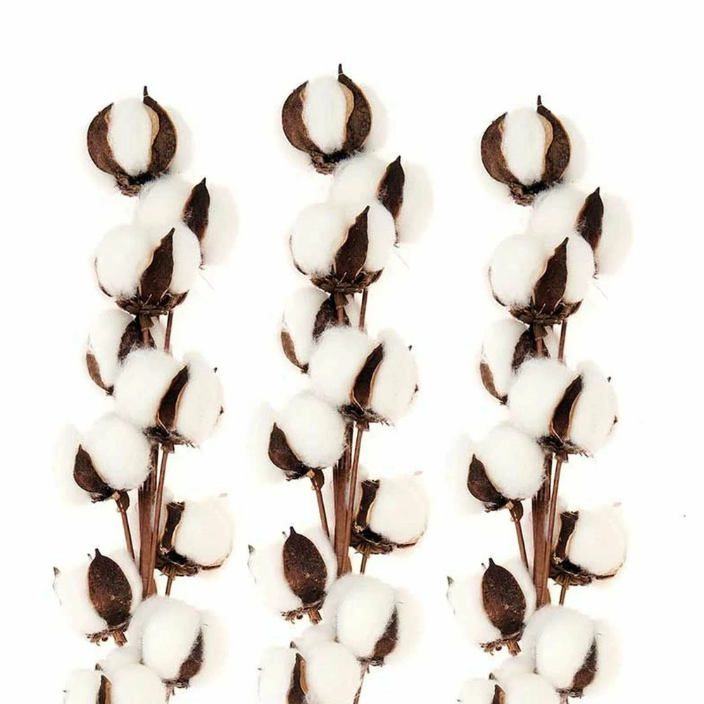 3 Branches De Coton Séché 10 Fleurs - 70 Cm