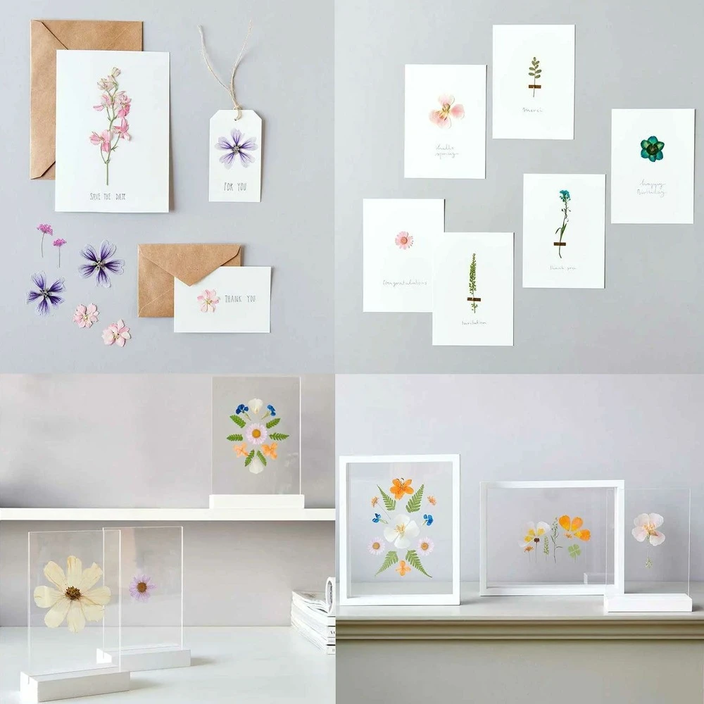 5 Sets De Fleurs Séchées Et Pressées Multicolores – Image 2