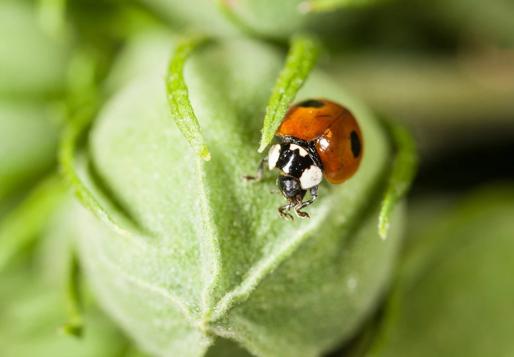 100 Coccinelles Adultes Anti-pucerons - Coccifly â Image 3