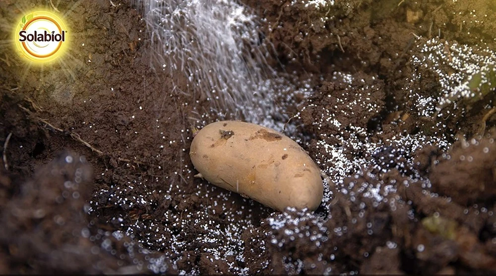 Solabiol Sorecpin | Recharge Pour Le Piège à Processionnaire Du Pin | Utilisabl – Image 2