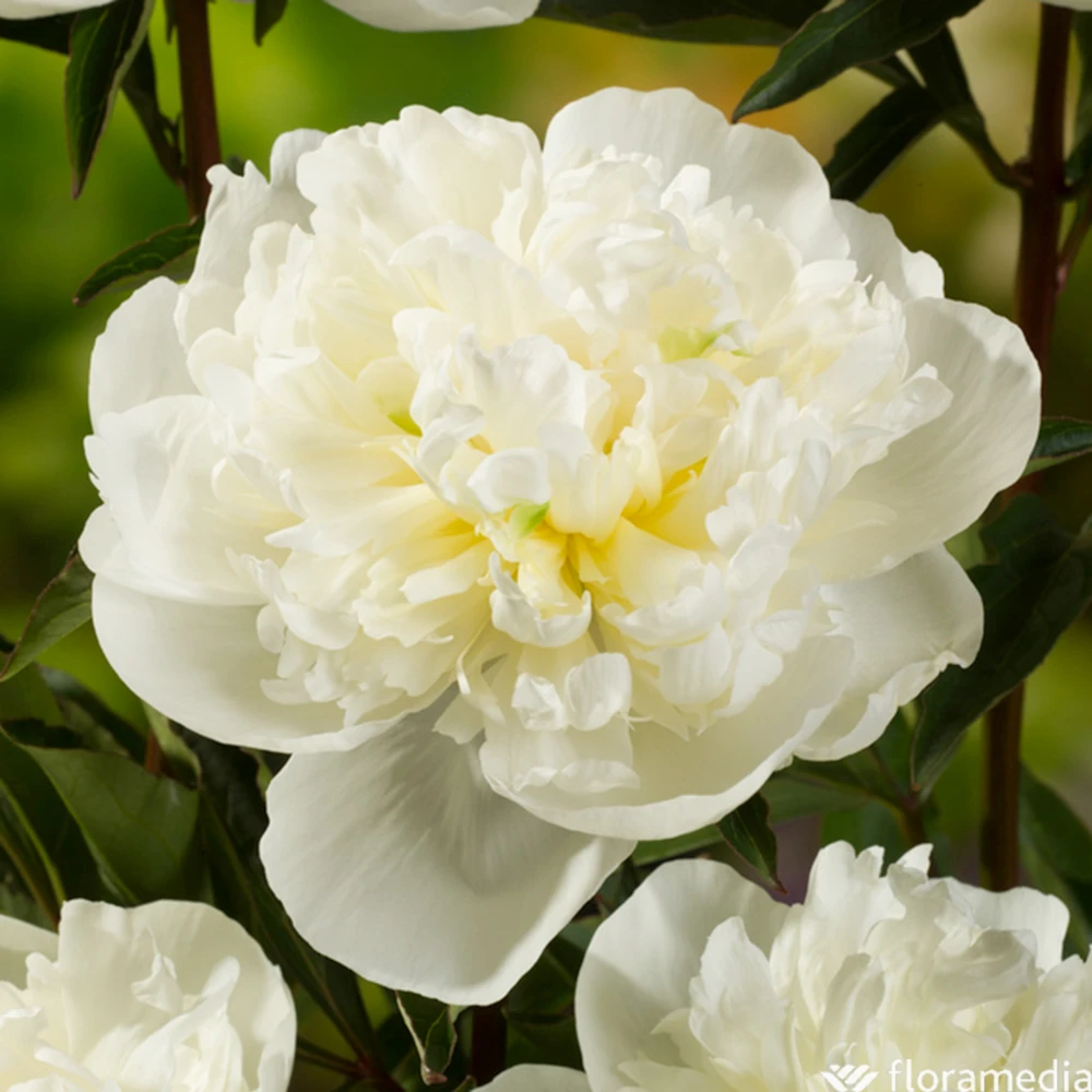 Botte De 3 Pivoines Duchesse Nemours H.50cm