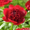 Botte De 3 Pivoines Red Charm H.50cm