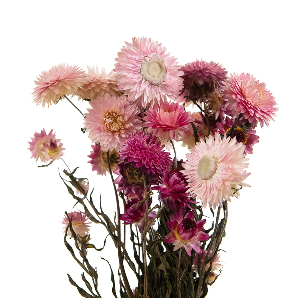 Bouquet De Fleurs Séchées Helichrysum Rose – Image 3
